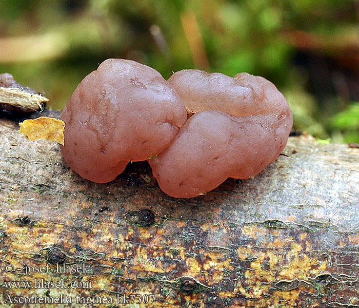 Дрожалка буковая Ascotremella faginea