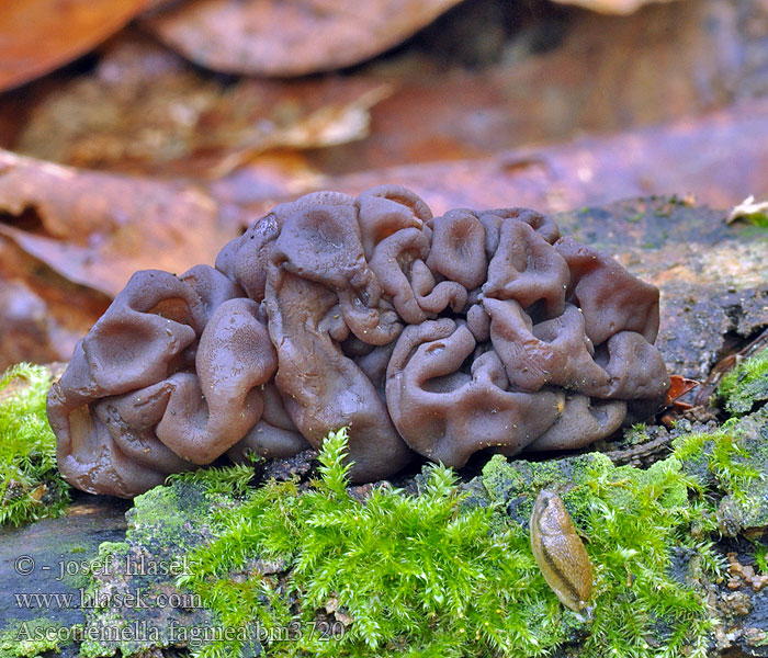 Ascotremella_faginea_bm3720