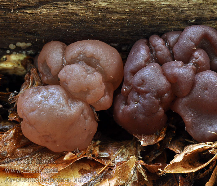 Ascotremella_faginea_bm5022