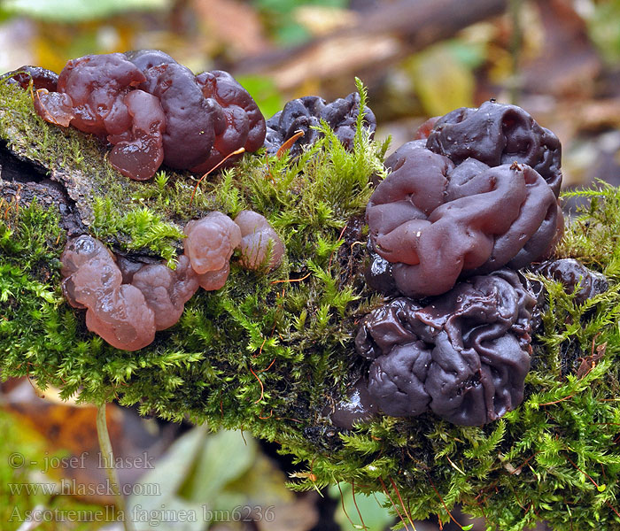 Ascotremella_faginea_bm6236