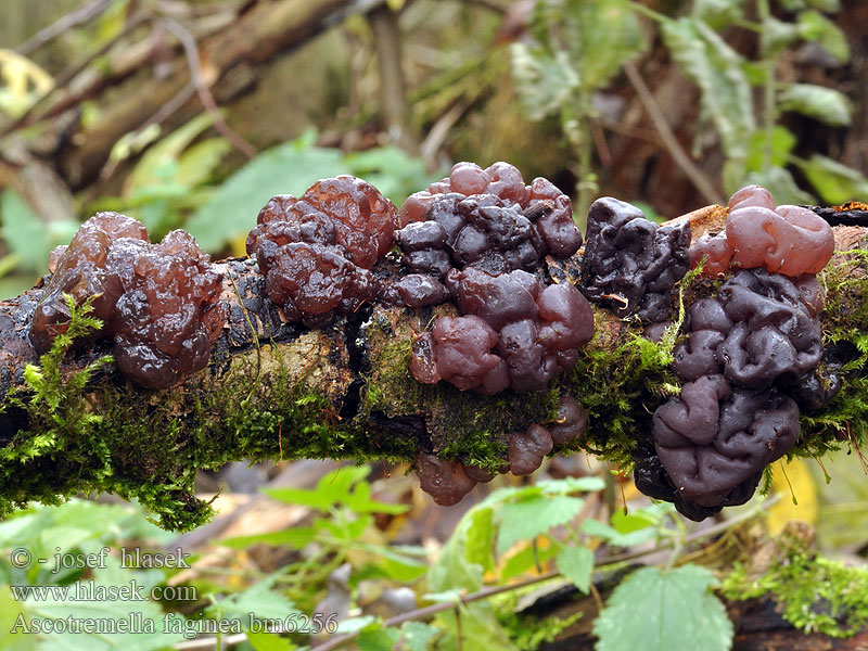  Buchenschlauchzitterpilz Buchen-schlauchzitterpilz Schlauch-Zitterling