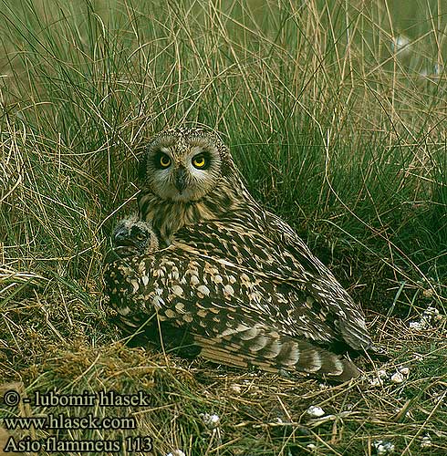 Asio flammeus Short-eared Owl Sumpfohreule Hibou marais