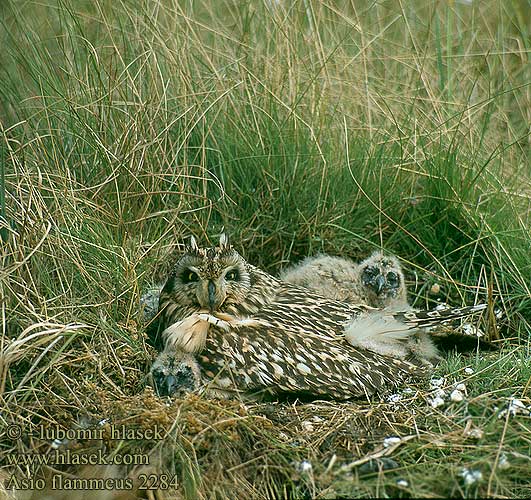 Hibou marais Lechuza Campestre Mussol emigrant Zingira-hontza