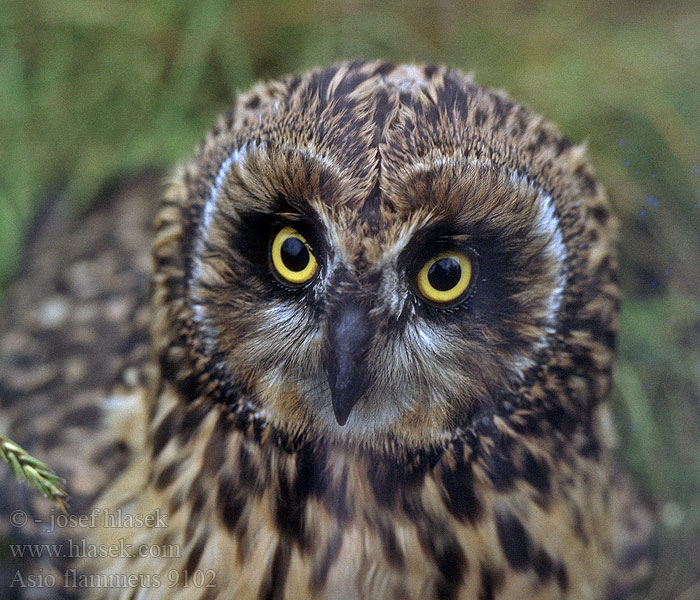 Asio flammeus Short-eared Owl