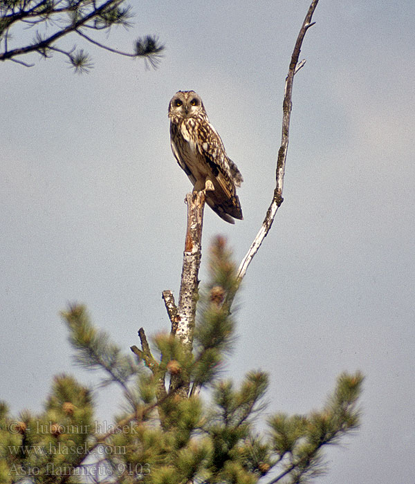 Asio flammeus Sumpfohreule