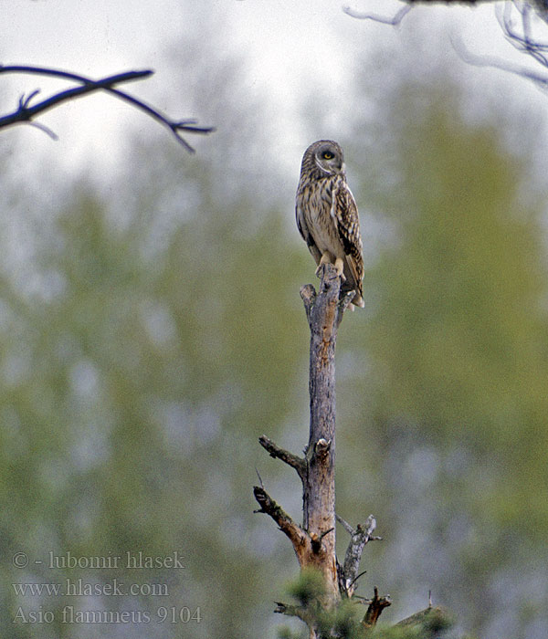 Asio flammeus Hibou marais