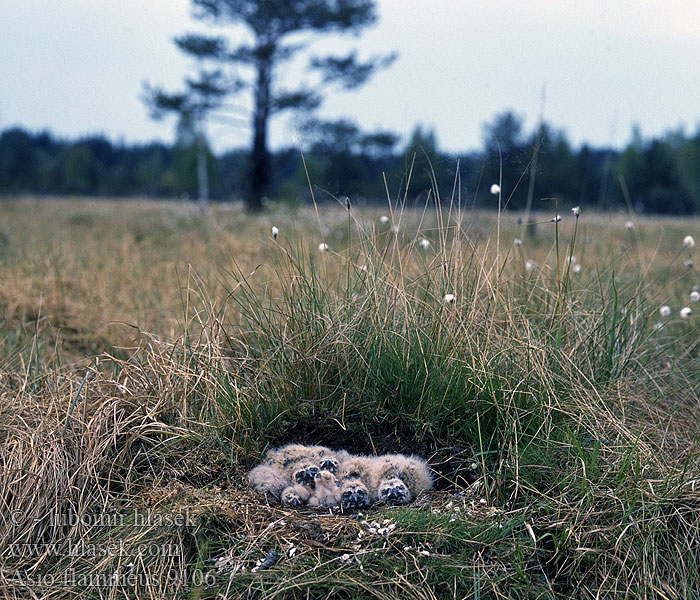 Asio flammeus Kalous pustovka