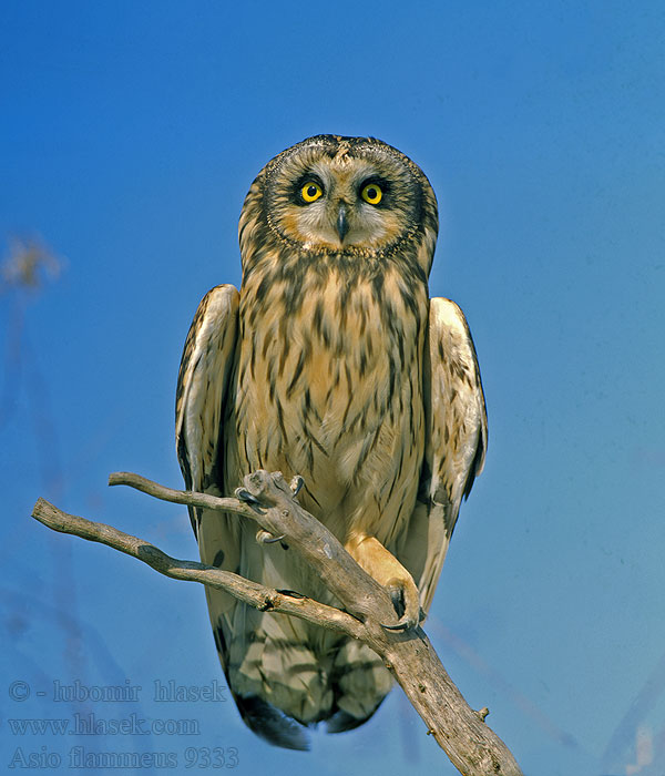 Jorduggla 短耳鴞 Болотная сова コミミズク Asio flammeus