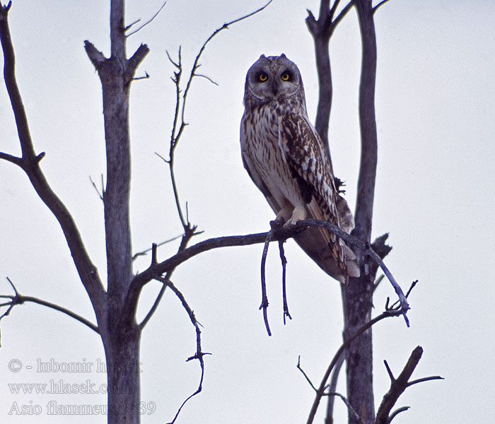 Hibou marais Lechuza Campestre Mussol emigrant Zingira-hontza Asio flammeus