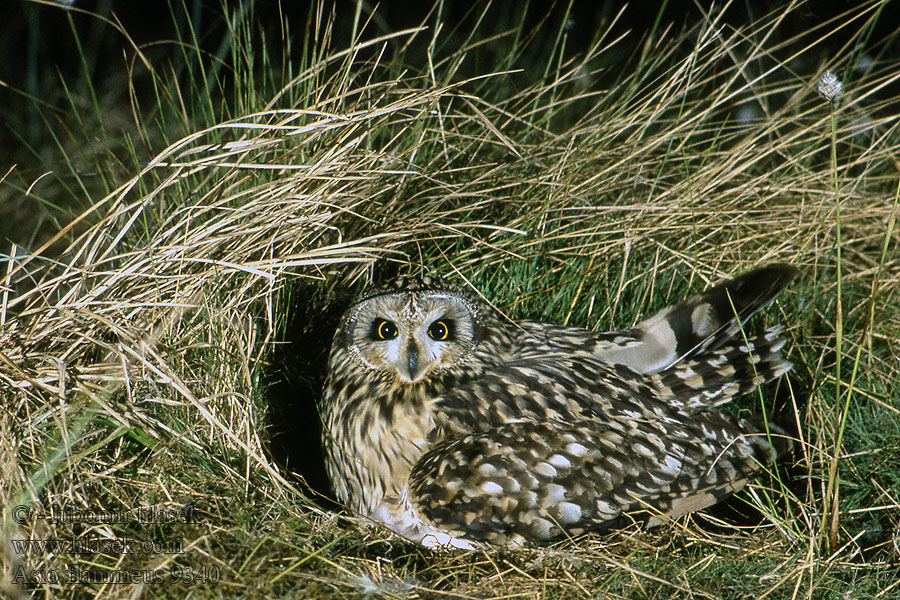 Short-eared Owl Sumpfohreule Asio flammeus