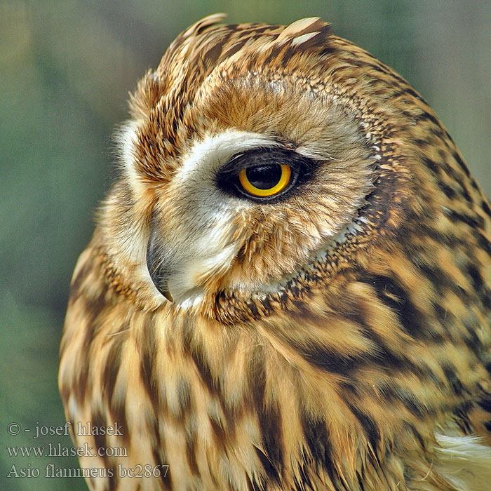 Reti fülesbagoly Sooräts Gufo palude Asio flammeus Short-eared Owl