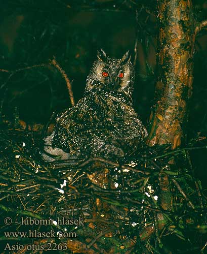 Bufo-Pequeno Myšiarka ušatá Korvukräts Ausaina puce Mussol banyut Hontza ertain Asio otus Long-eared Owl Waldohreule Hibou moyen-duc Búho Chico Kalous ušatý Skovhornugle Ransuil Sarvipöllö Hornugle Hornuggla Mussol banyut Hontza ertain 長耳鴞 Сова ушастая: トラフズク البومة طويلة الأذن 칡부엉이 Νανόμπουφος Bufo-pequeno Вухата сова Kulaklı orman baykuşu ינשוף עצים Sowa uszata Gufo comune Erdei fülesbagoly