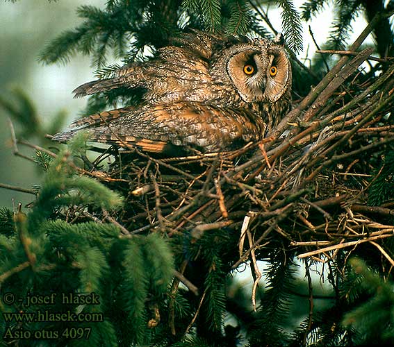 Long-eared Owl Waldohreule Hibou moyen-duc Búho Chico Kalous ušatý Skovhornugle Ransuil Sarvipöllö Hornugle Hornuggla Mussol banyut Hontza ertain 長耳鴞 Сова ушастая: トラフズク البومة طويلة الأذن 칡부엉이 Νανόμπουφος Bufo-pequeno Вухата сова Kulaklı orman baykuşu ינשוף עצים Sowa uszata Gufo comune Erdei fülesbagoly Bufo-Pequeno Myšiarka ušatá Korvukräts Ausaina puce Mussol banyut Hontza ertain Asio otus