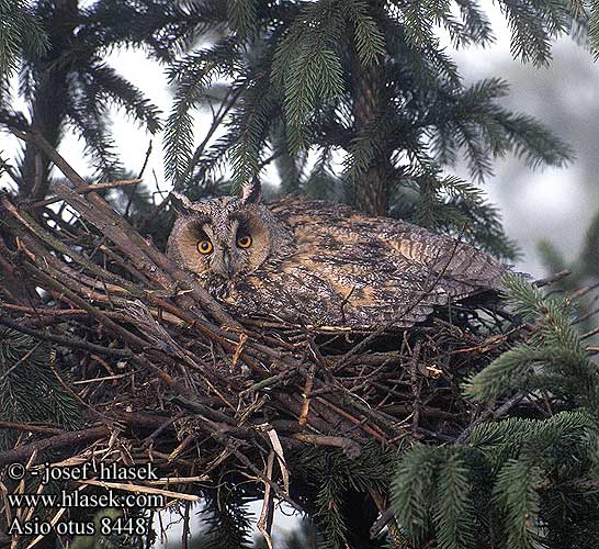 Waldohreule Hibou moyen-duc Búho Chico Kalous ušatý