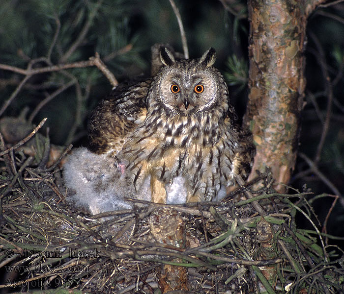 Waldohreule Hibou moyen-duc Búho Chico Asio otus