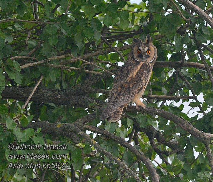 Long-eared Owl Asio otus