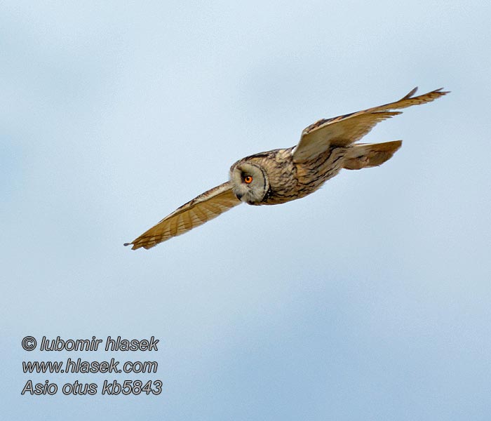 Hibou moyen-duc Asio otus