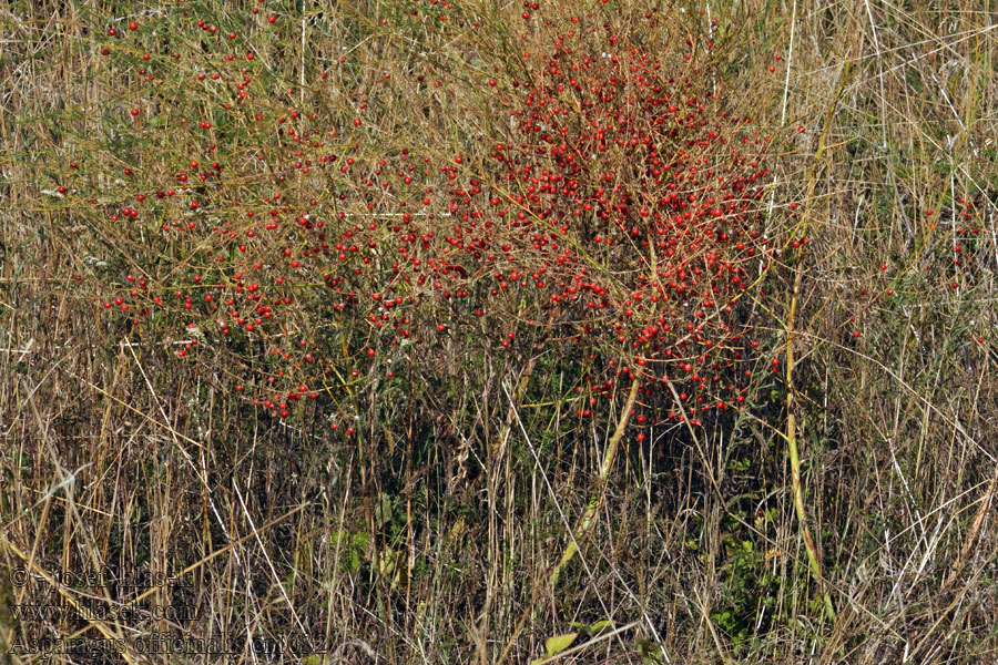 Asparagus officinalis Chřest lékařský Gemüsespargel