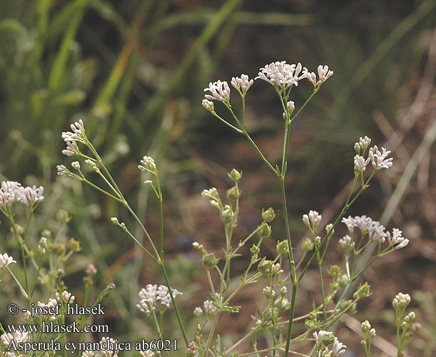 Asperula cynanchica Mařinka psí Hügel-Meier