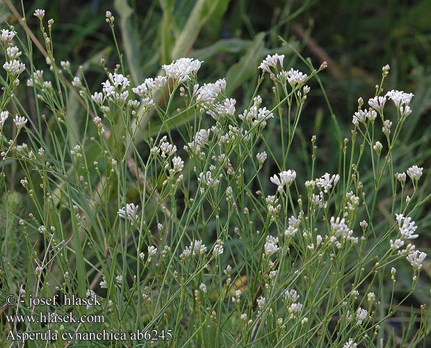 Asperula cynanchica Purple woodruff Pink Marzanka pagórkowa