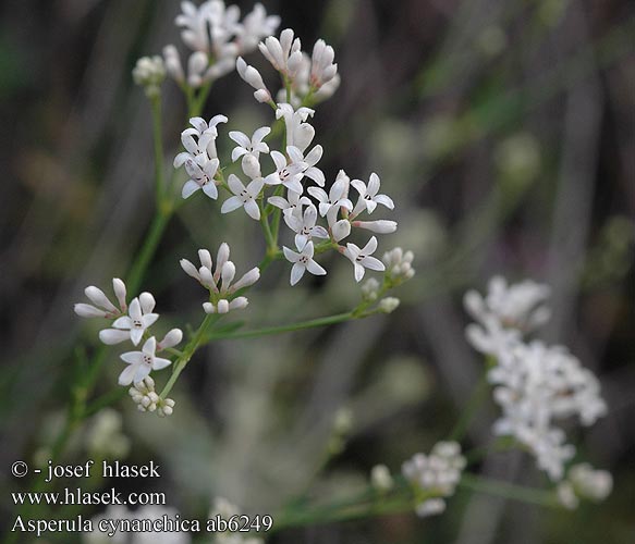 Asperula cynanchica Marinka psia Kalkbedstro