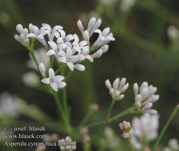 Asperula cynanchica Mařinka psí Ясменник розоватый