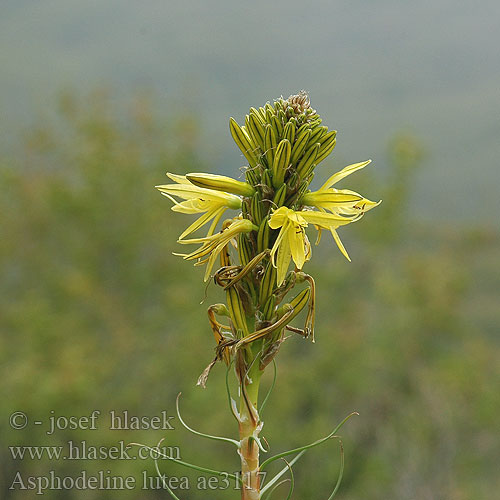 Asphodeline lutea Gele affodil Asfodelo giallo Sárga virágoszlop