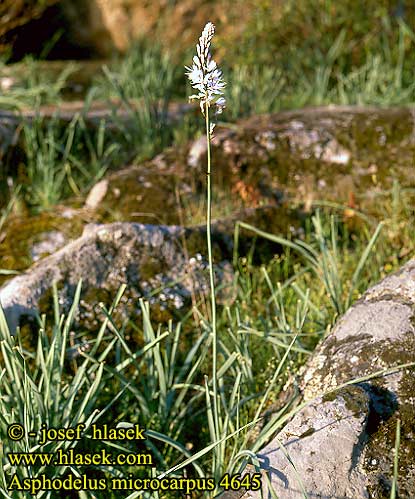 Asphodelus microcarpus Summer asphodel Common Turkish Small-fruited