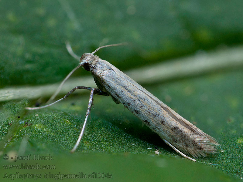 Aspilapteryx tringipennella Psotka skorocelová