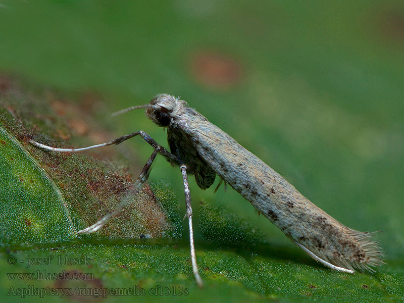 Aspilapteryx tringipennella Weegbreesteltmot