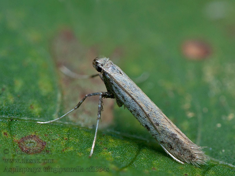 Aspilapteryx tringipennella Grobladstyltmal