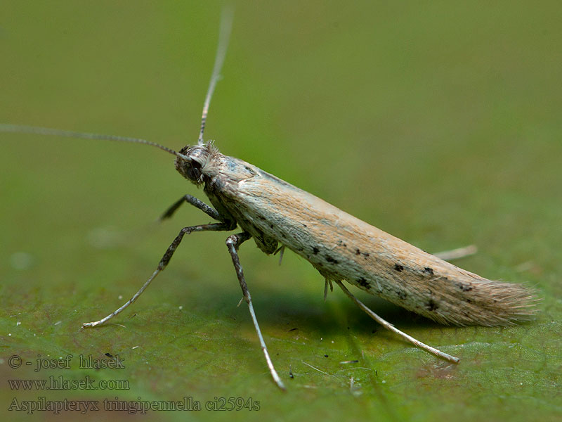 Aspilapteryx tringipennella