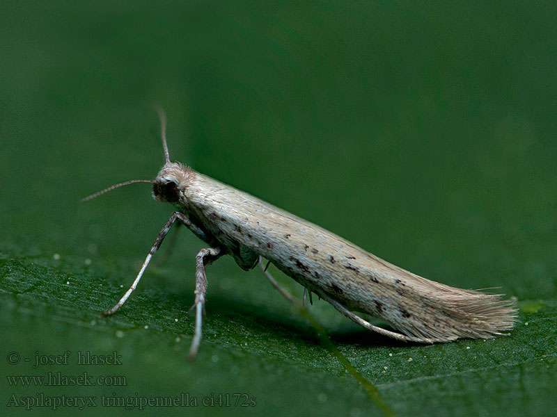 Psotka skorocelová Aspilapteryx tringipennella