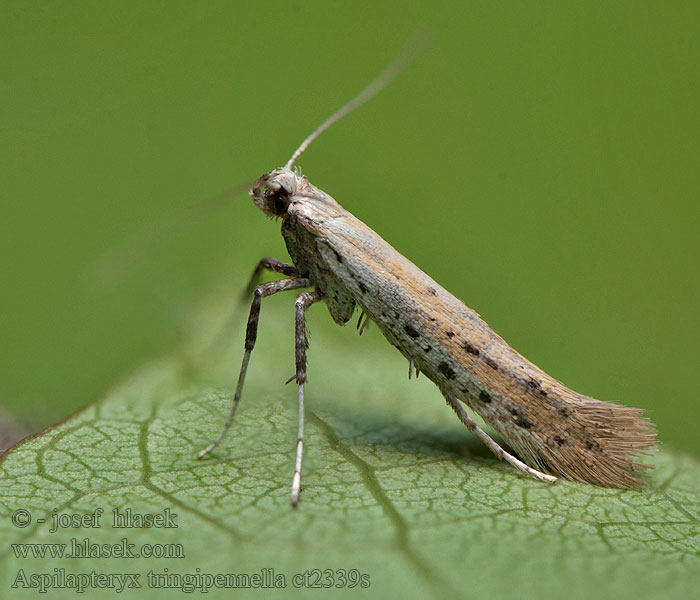 Aspilapteryx tringipennella