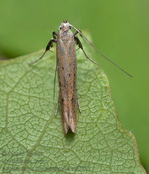 Aspilapteryx tringipennella