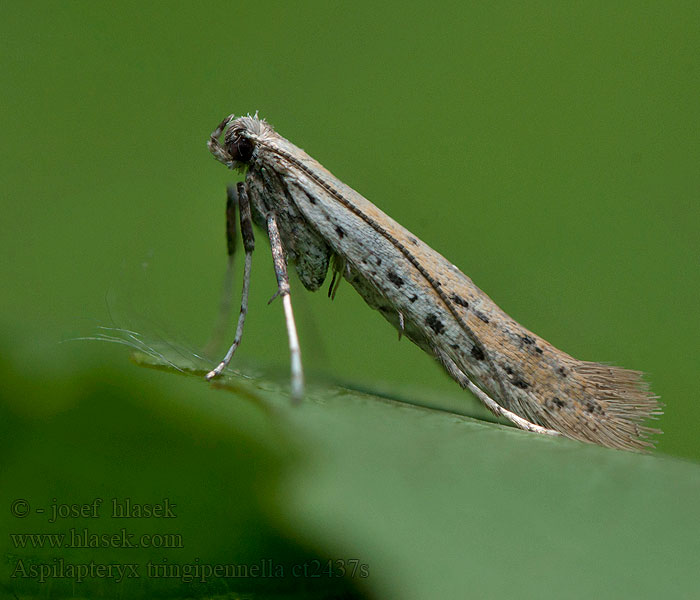 Aspilapteryx tringipennella