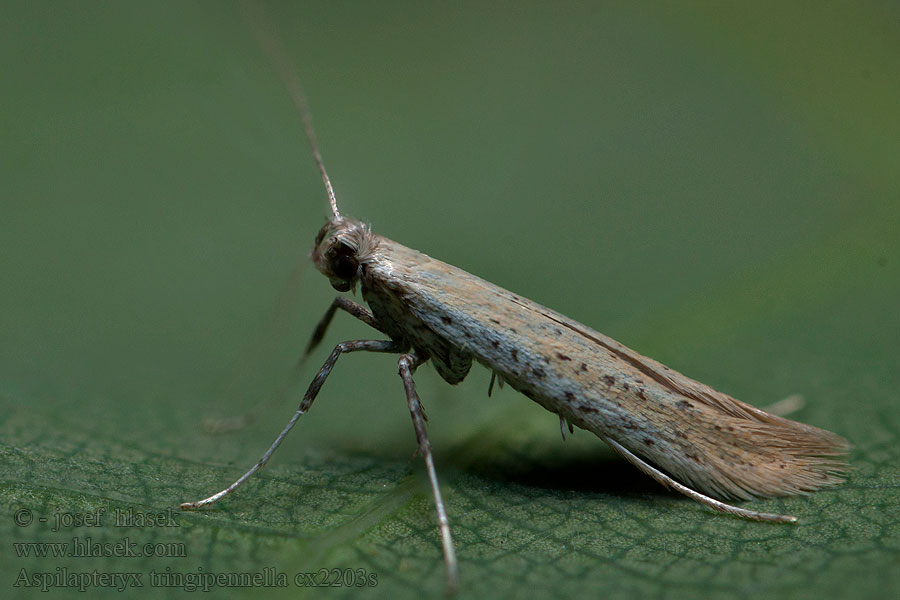 Aspilapteryx tringipennella