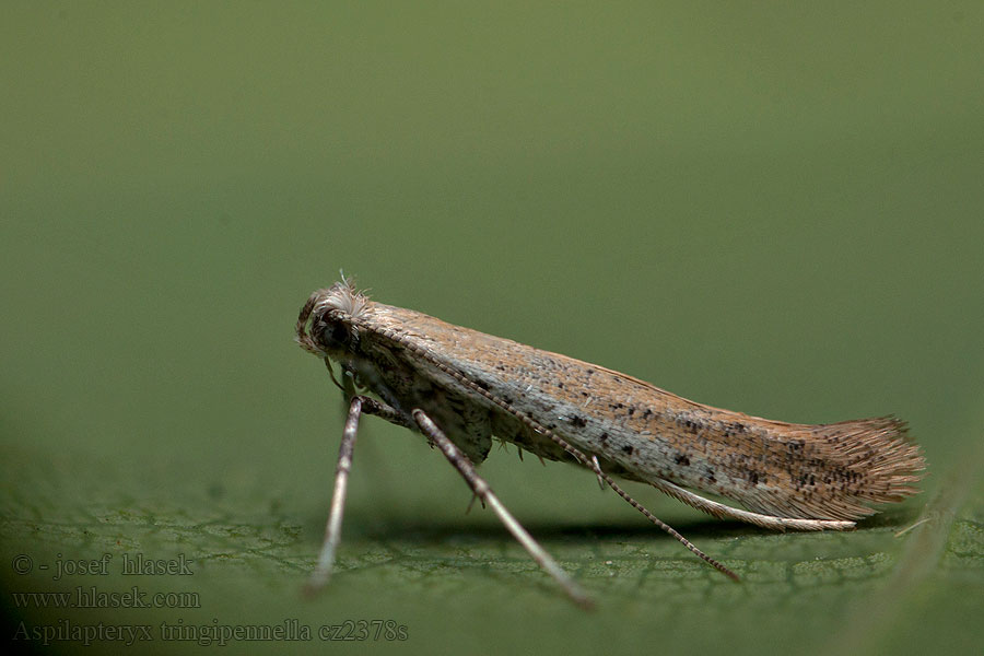 Aspilapteryx tringipennella