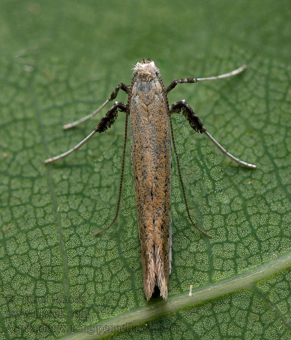 Aspilapteryx tringipennella