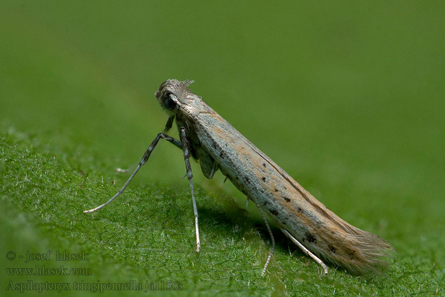 Aspilapteryx tringipennella