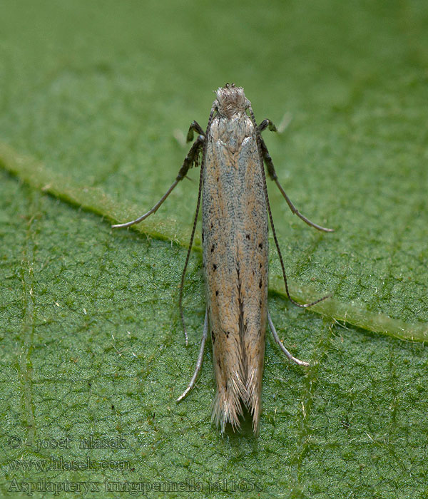 Aspilapteryx tringipennella