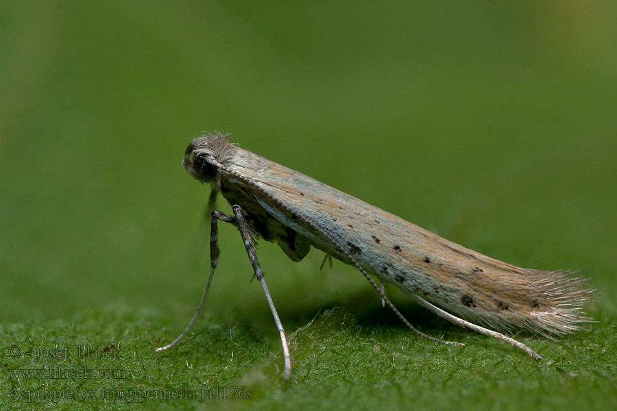 Aspilapteryx tringipennella