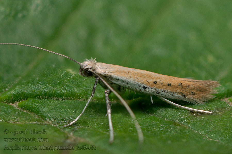 Aspilapteryx tringipennella