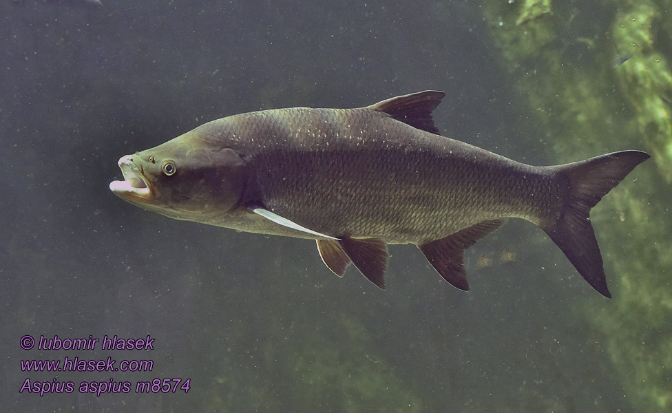Leuciscus aspius Asp fish