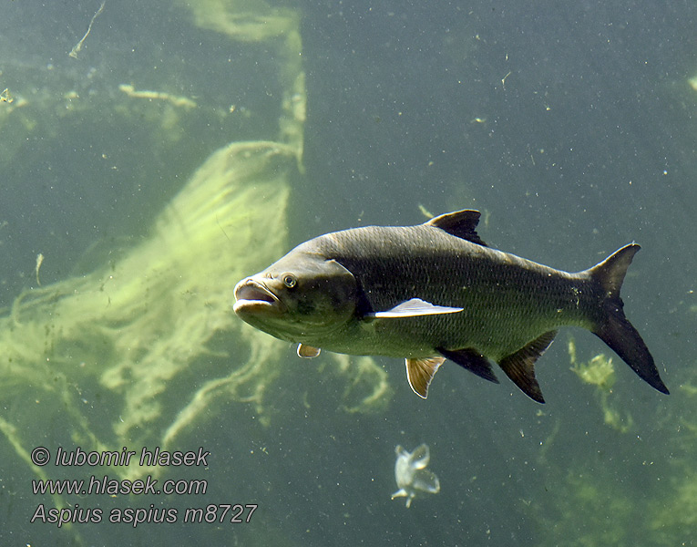 Leuciscus aspius Aspe poisson