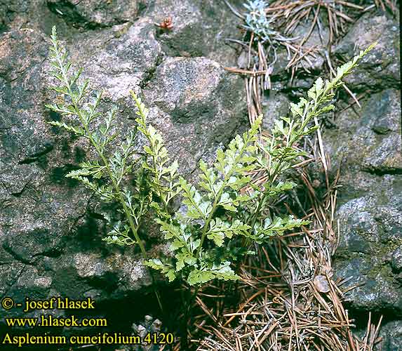 Asplenium cuneifolium Fougère serpentine El'asplenio del serpentino
