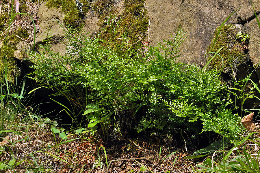 Serpentin-Streifenfarne Zanokcica klinowata Asplenium cuneifolium