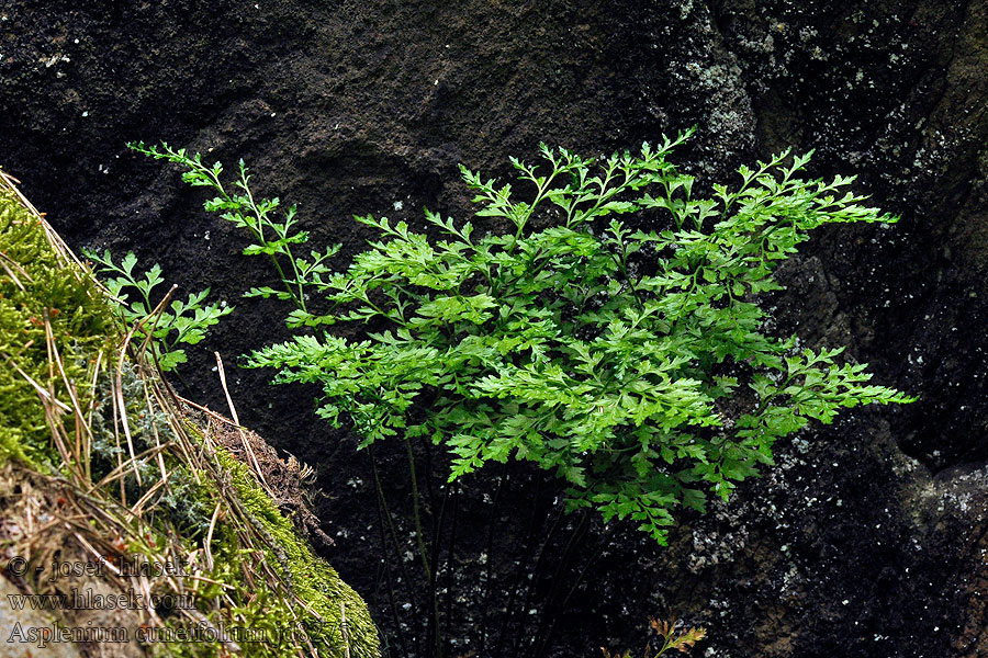 Sleziník hadcový Asplenium cuneifolium