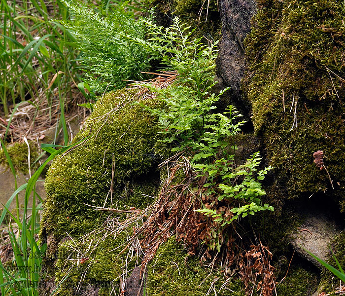 Асплений костенец клиновидный Asplenium cuneifolium