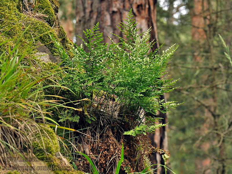 Asplenium cuneifolium